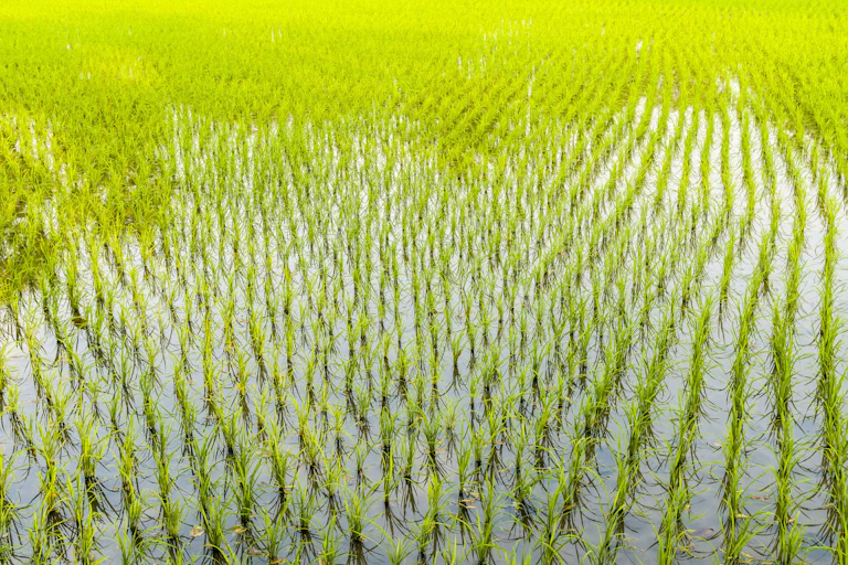 A flooded rice field