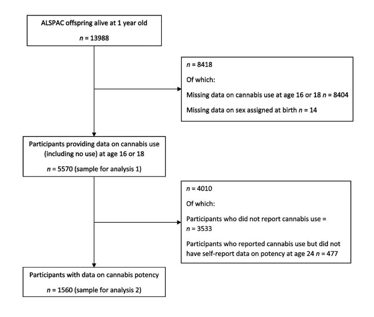 Quadro mostra desenho do estudo, que mostra o início do estudo com 13.988 participantes com 1 ano de idade, 5.570 entre 16 e 18 anos que informaram sobre o uso de Cannabis e 1.560 participantes que informaram sobre a potência da Cannabis utilizada
