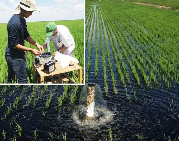 Men conducting research in a rice field