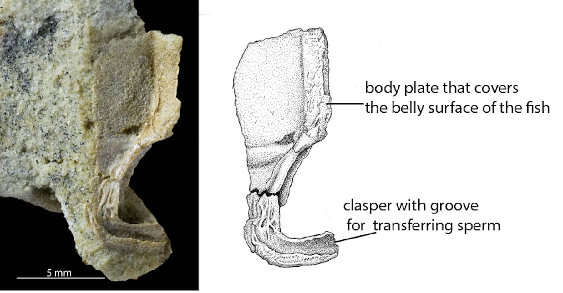 Copulate to populate: ancient Scottish fish did it sideways