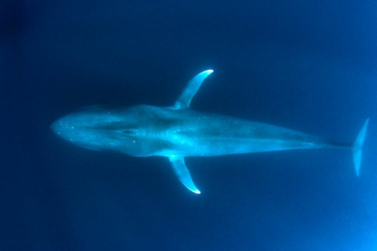 pygmy blue whale