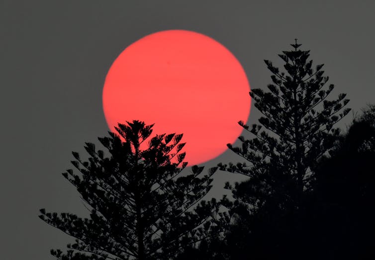 red sun behind trees