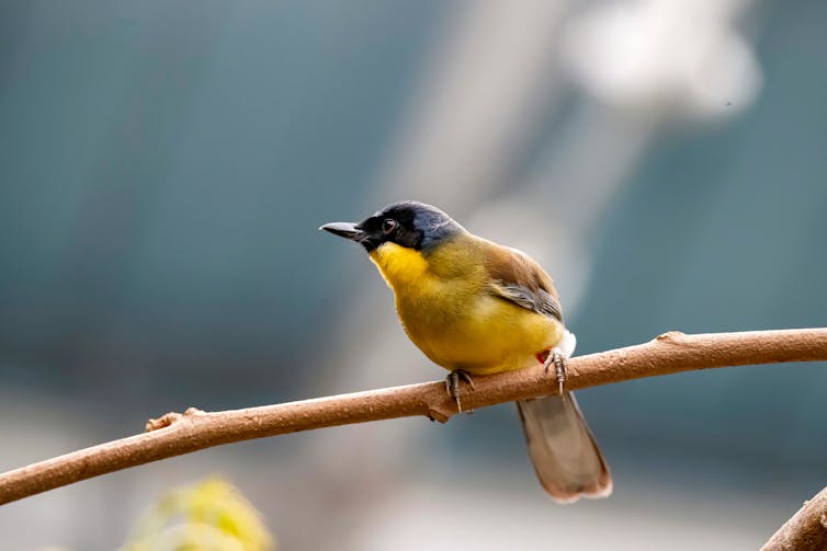 blue-crowned laughingthrush