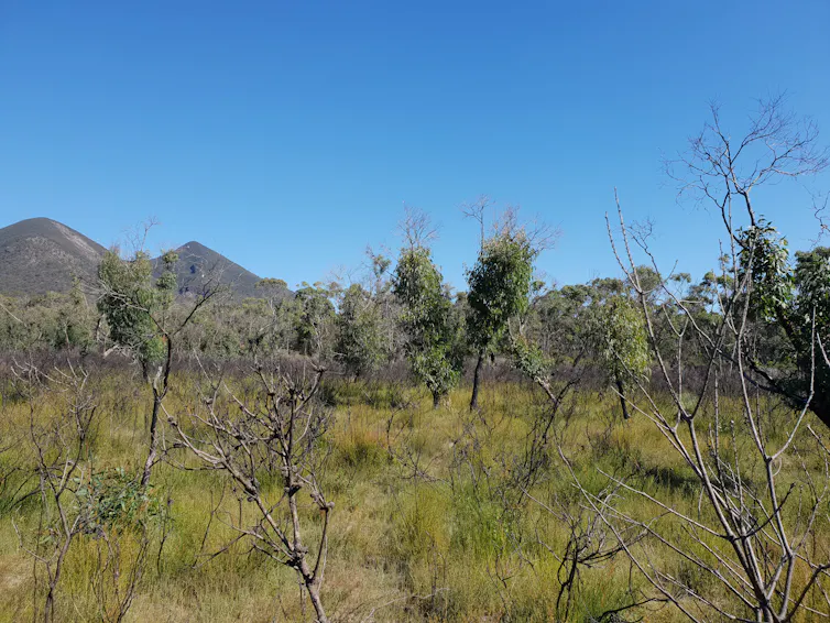 A variety of plants have grown back after fire in this Gariwerd/Grampians eucalypt woodland