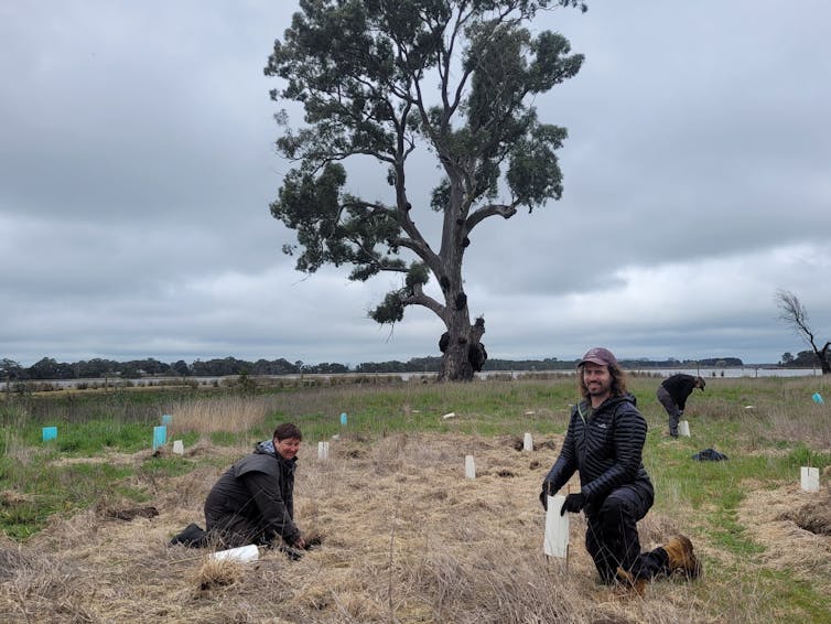 Seedlings being planted at Walker Swamp Nature Reserve by Nature Glenelg Trust volunteers