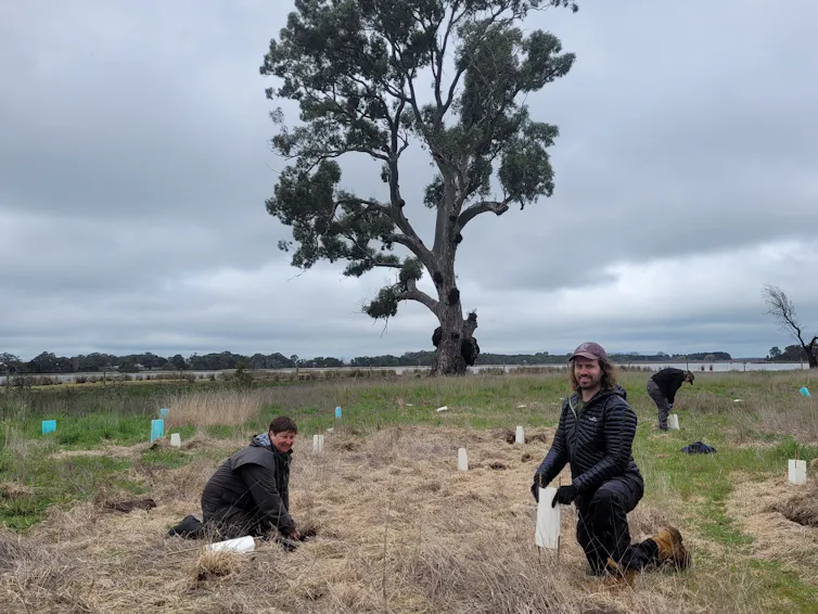 Seedlings being planted at Walker Swamp Nature Reserve by Nature Glenelg Trust volunteers