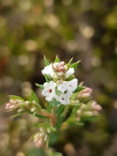 Closeup of a flowering plant, twisted beard heath (_Leucopogon glacialis_)