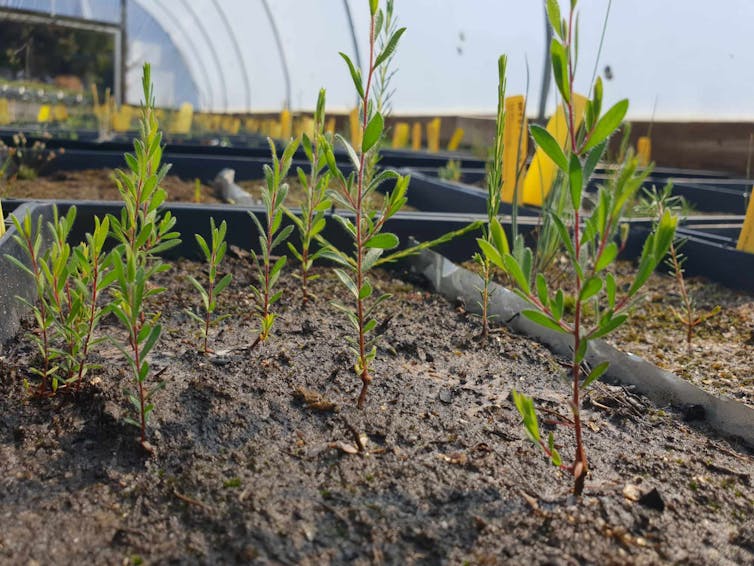 Seedlings in the greenhouse, growing in treated soil samples
