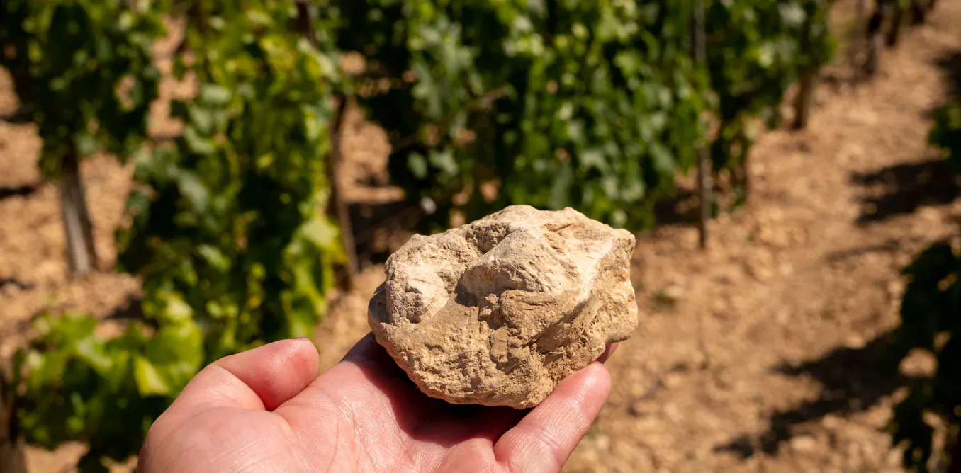 Pas de Chablis sans huîtres ! Voici pourquoi Pas de Chablis sans huîtres ! Voici pourquoi