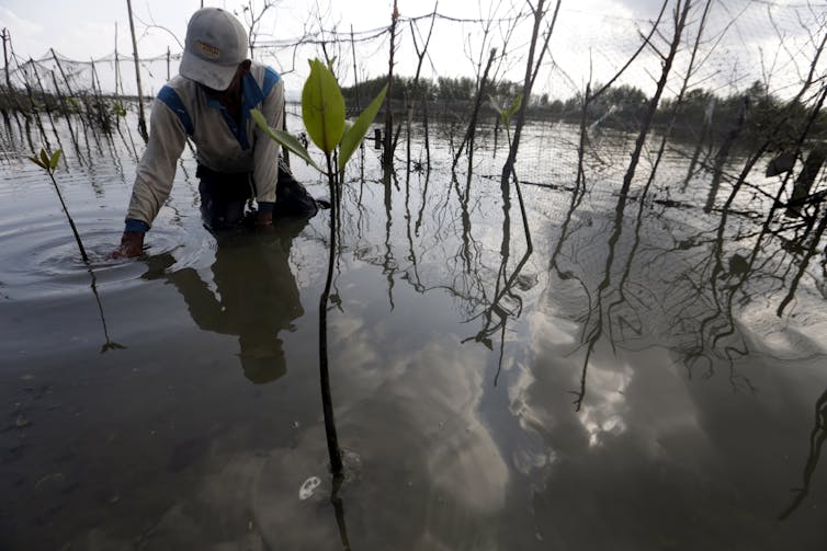 man stands in mangroves