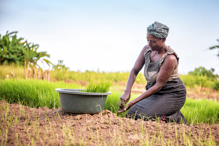 A woman kneeling in a field, harvesting a plant and putting it into a bucket