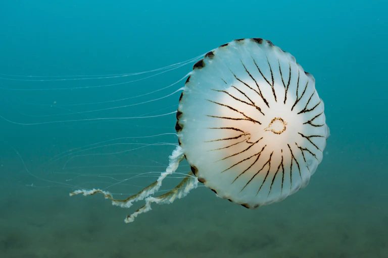 white and brown compass jellyfish swimming in blue sea
