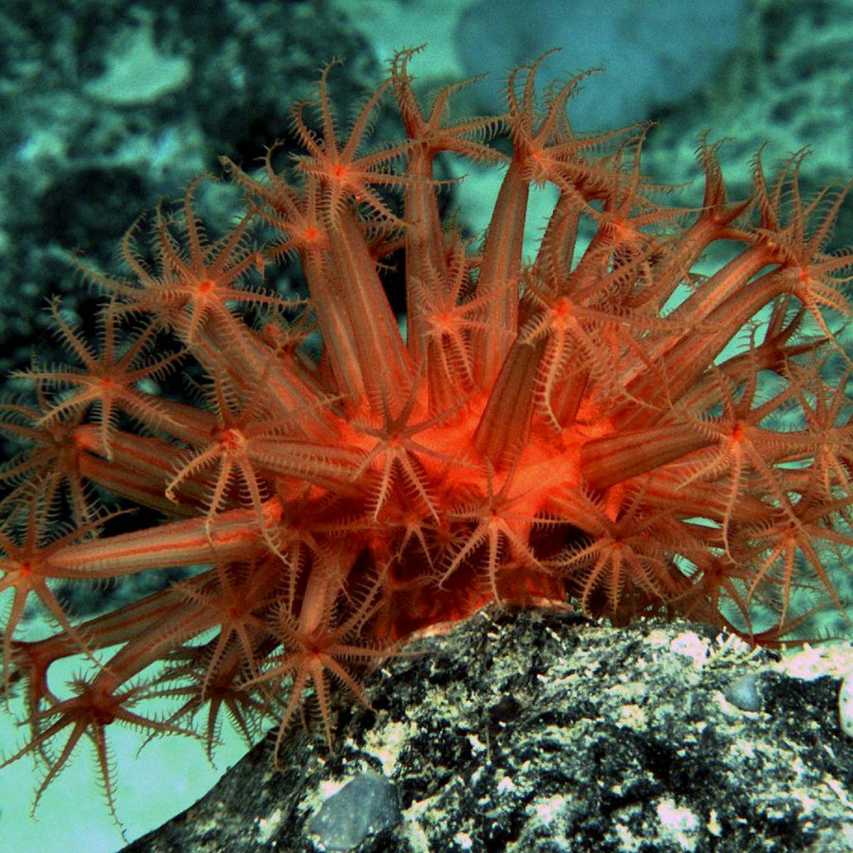 Just How Little Do We Know About The Ocean Floor
