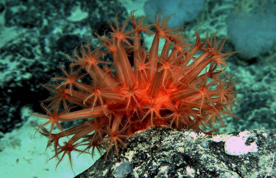 Just How Little Do We Know About The Ocean Floor