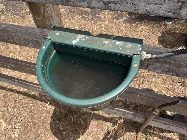 A plastic bowl attached to a fence with a water line coming into it.