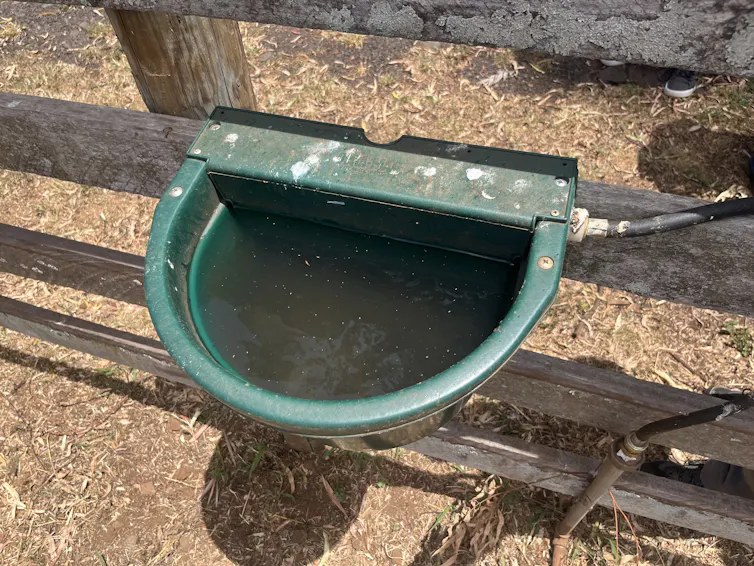 A plastic bowl attached to a fence with a water line coming into it.