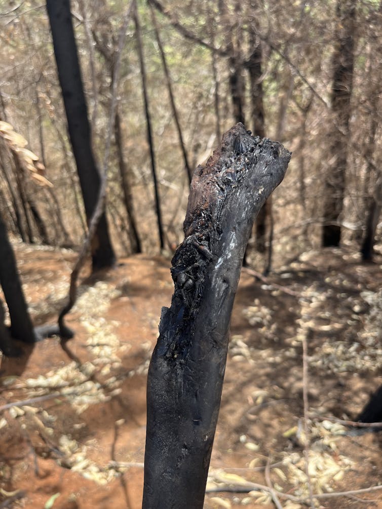 A melted pipe in a wooded area.