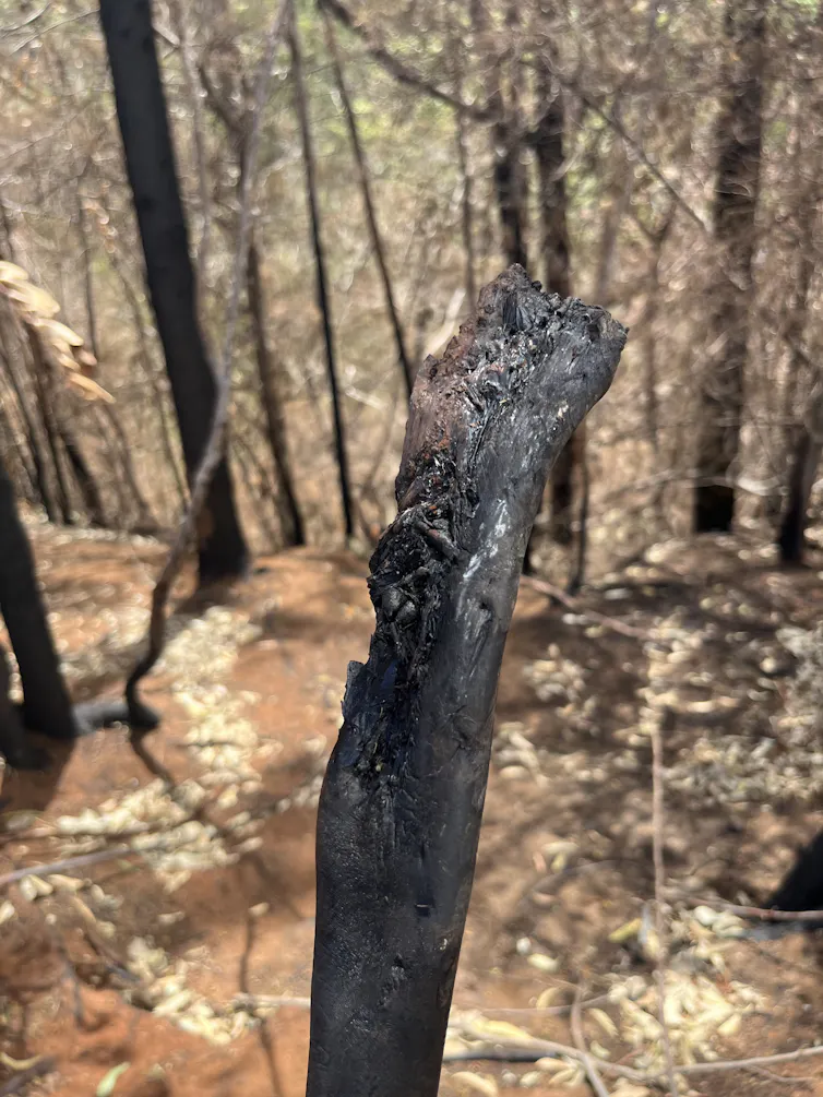 A melted pipe in a wooded area.