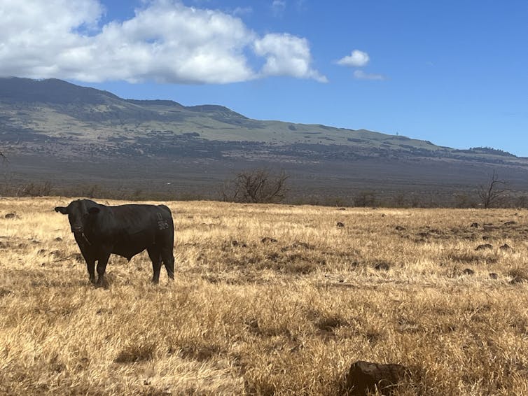 A cow in a field with burn landscape behind it.