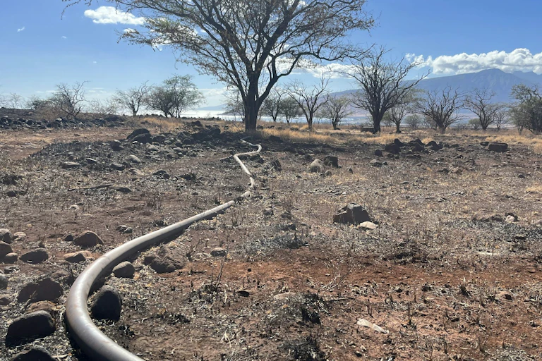 A water pipe along burned ground through trees with a mountain and ocean in the background.