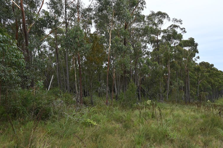 forest and grassland