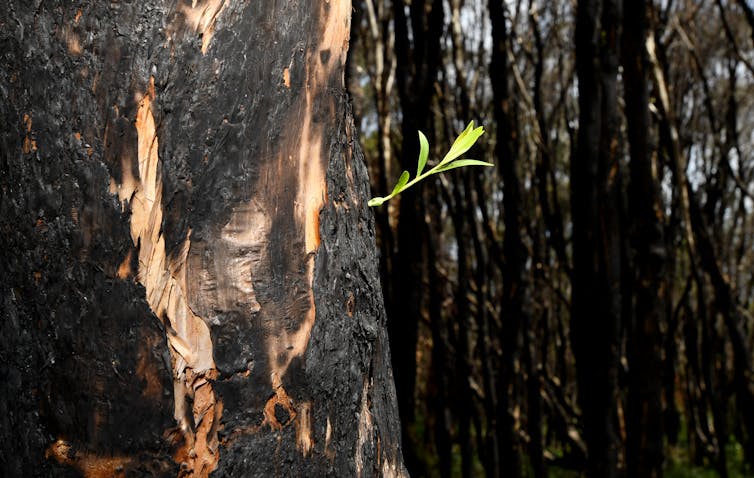 green shoot springs from burnt trunk