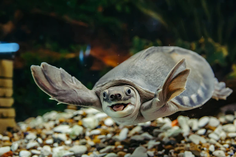 Underwater photo of the pig-nosed turtle (Carettochelys insculpta) looking at the camera with it's mouth open, as if in a smile, and front flippers outstretched