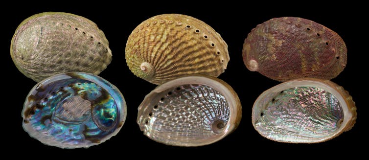 Black-foot (left), yellow-foot (centre) and virgin pāua (right).