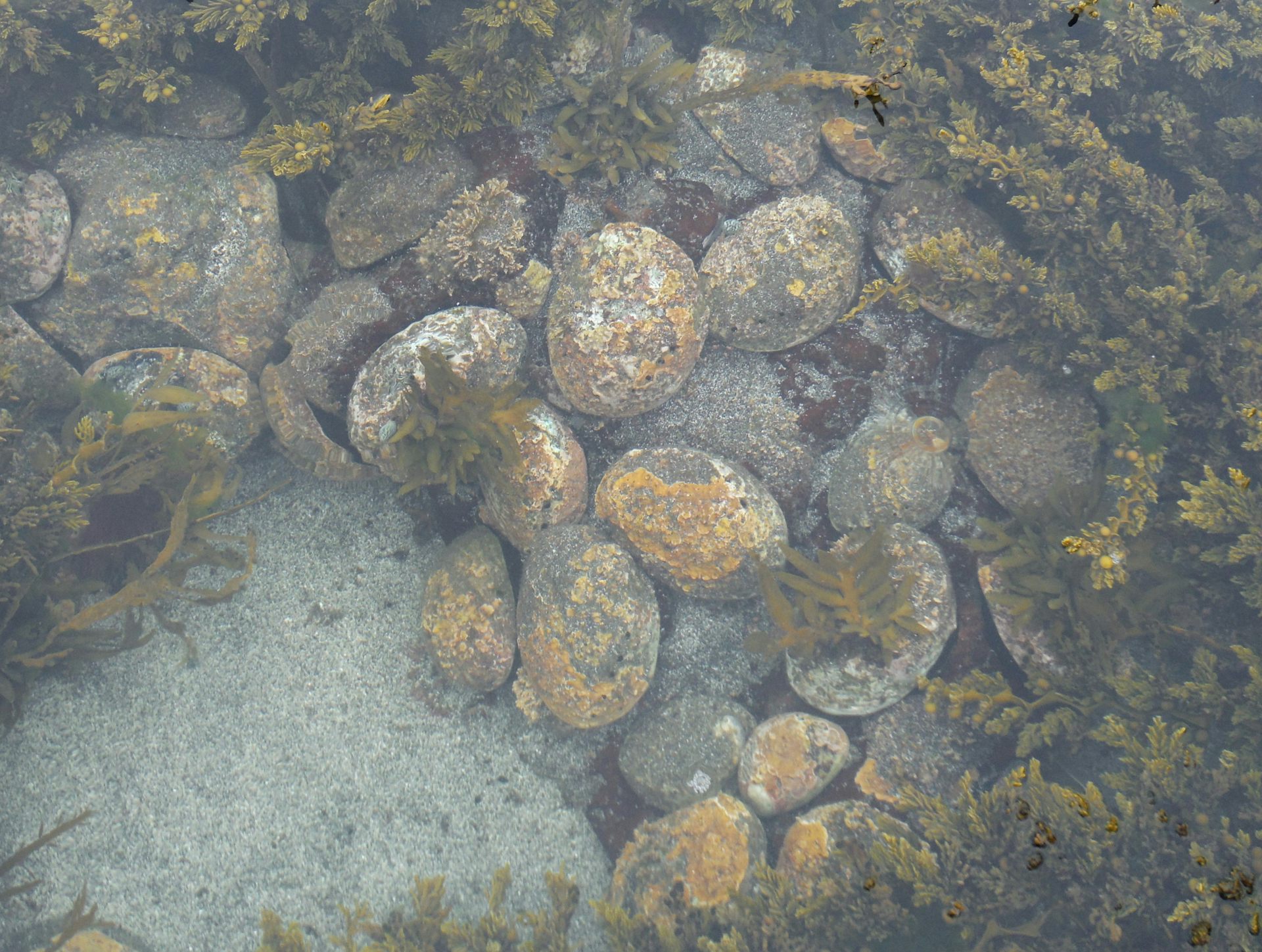 Uma densa população de pāua nas Ilhas Chatham/Rēkohu.
