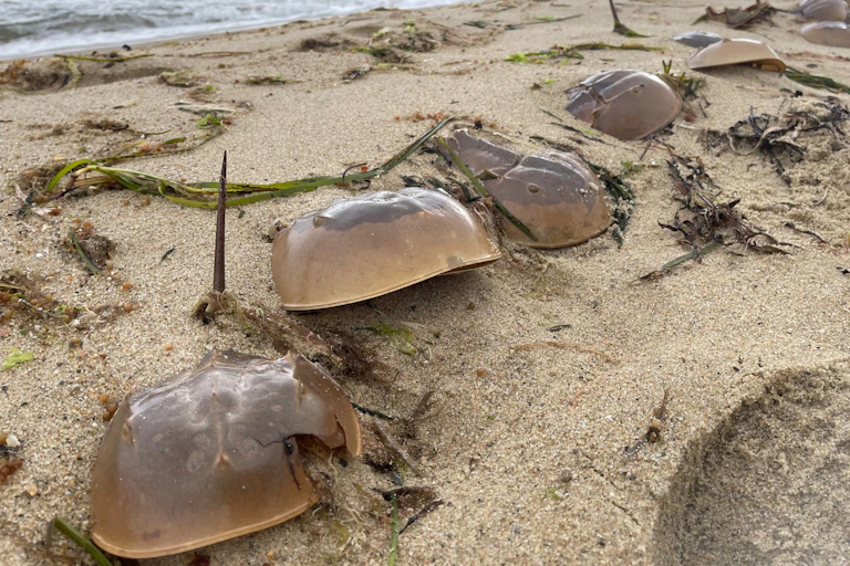 horseshoe crabs on sandy beach, sea in background