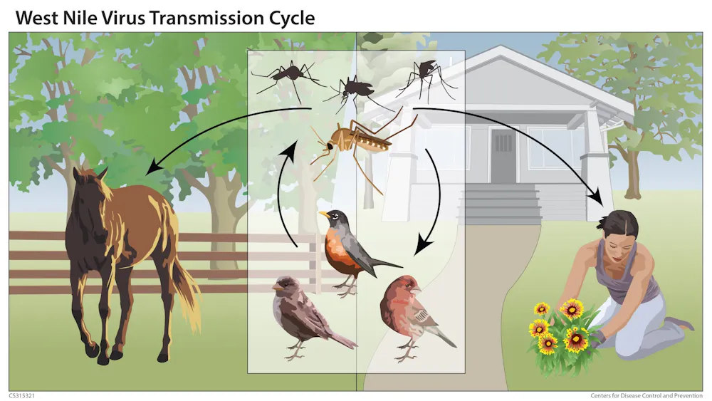Nile File West Nile virus season returns − a medical epidemiologist explains how ...