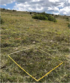 Exemple d’un quadrat d’1m² dans lequel est réalisé l’inventaire floristique des espèces ainsi que l’estimation de leurs recouvrements au printemps 2022