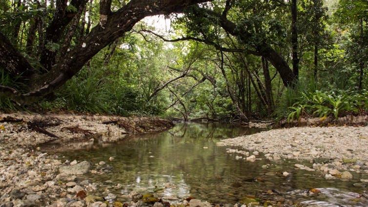 Image Javan rhinos, once thought safe from poachers, are anything but A shallow river surrounded by trees.