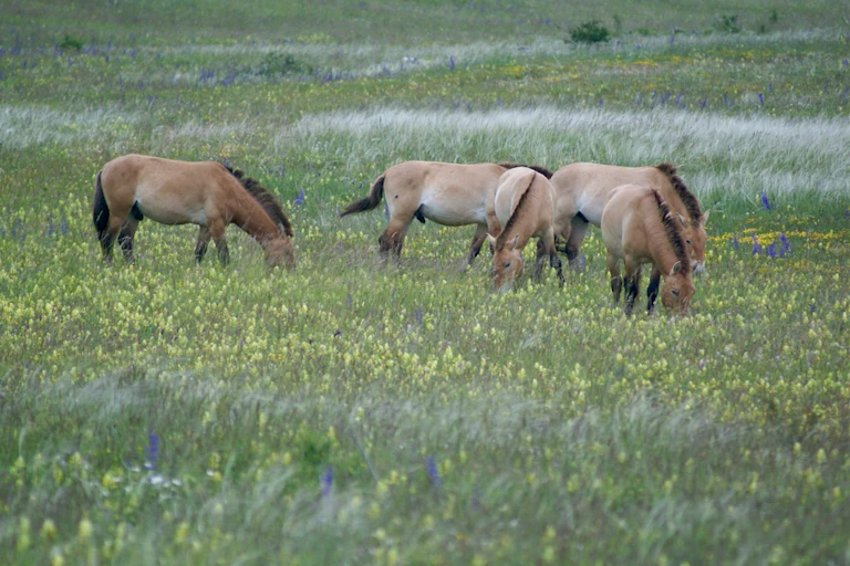 Un groupe de chevaux de Przewalski mâles célibataires qui pâturent au printemps 2023.