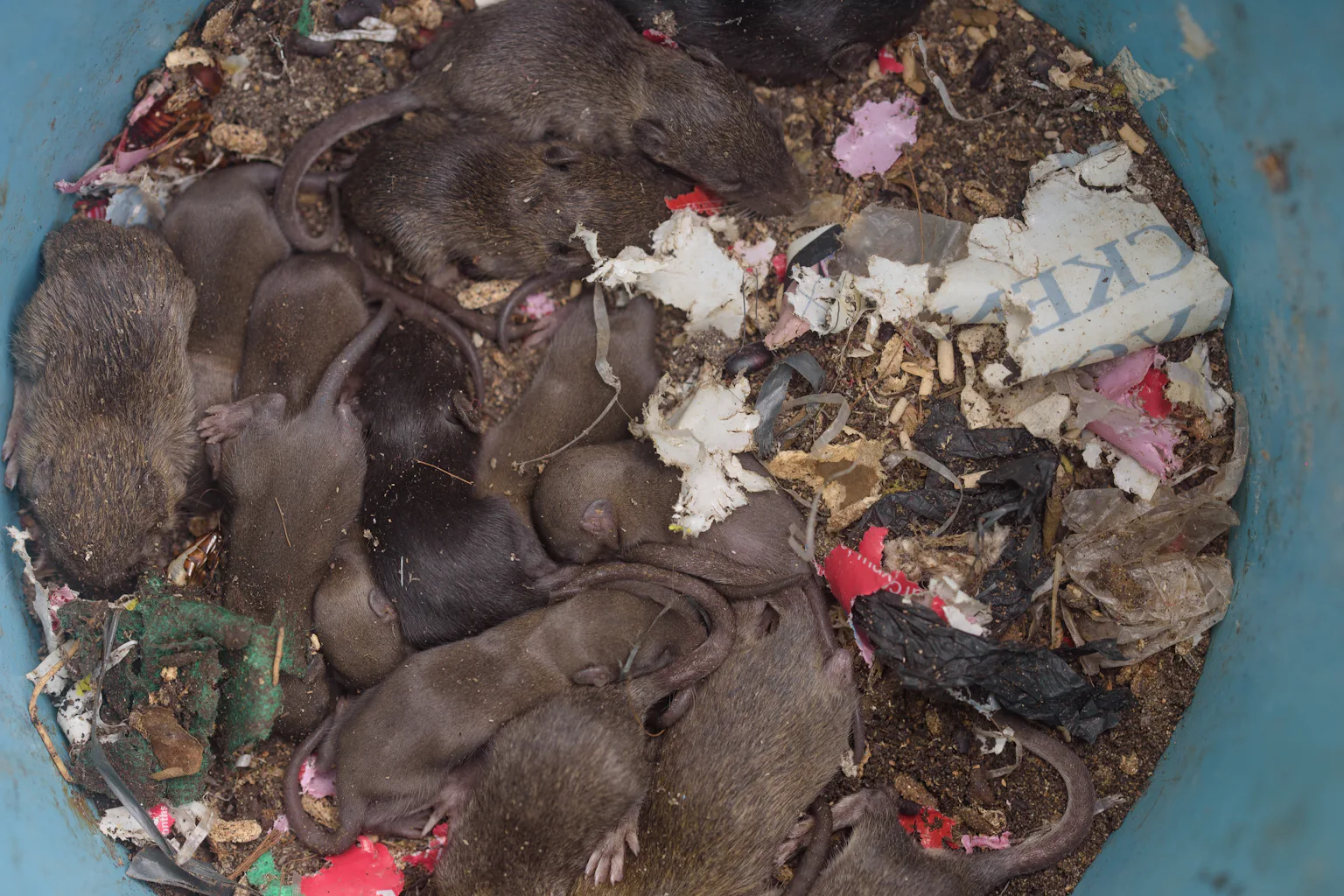 Birth Control For Rats Rat birth control programs may not be the most efficient way to address ...