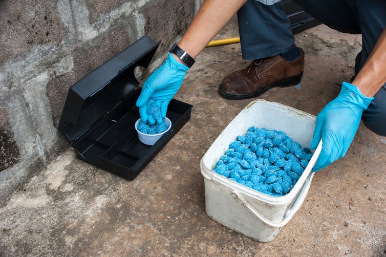 a person wearing blue gloves placing bright blue bait in a black box