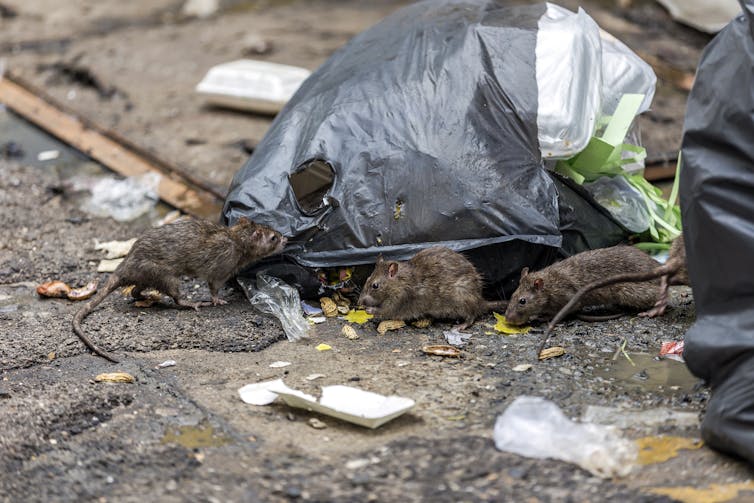 three rats around a black garbage bag