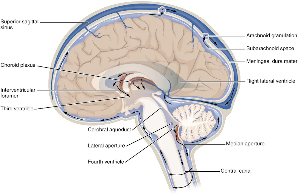 Fluid keeps your brain from crushing itself and shields your spine from ...