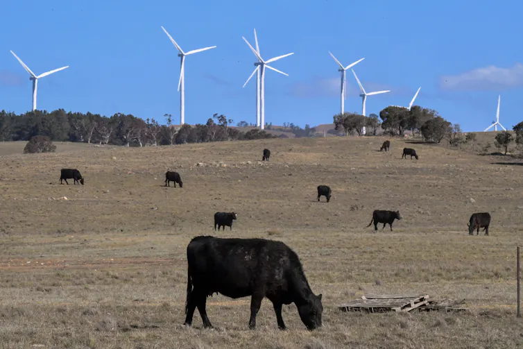 Cow stands in a paddock in front of a windfarm
