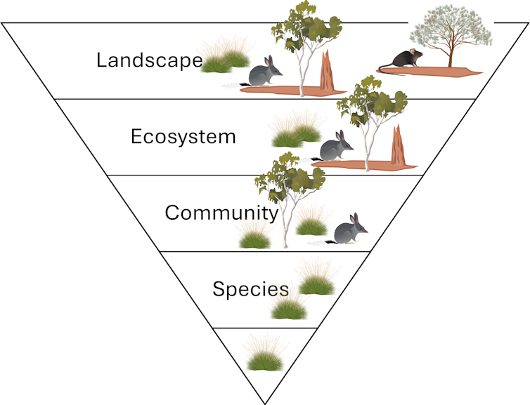 Inverted pyramid infographic showing the levels of biological organisation from landscapes to ecosystems and communities right down to individual plants