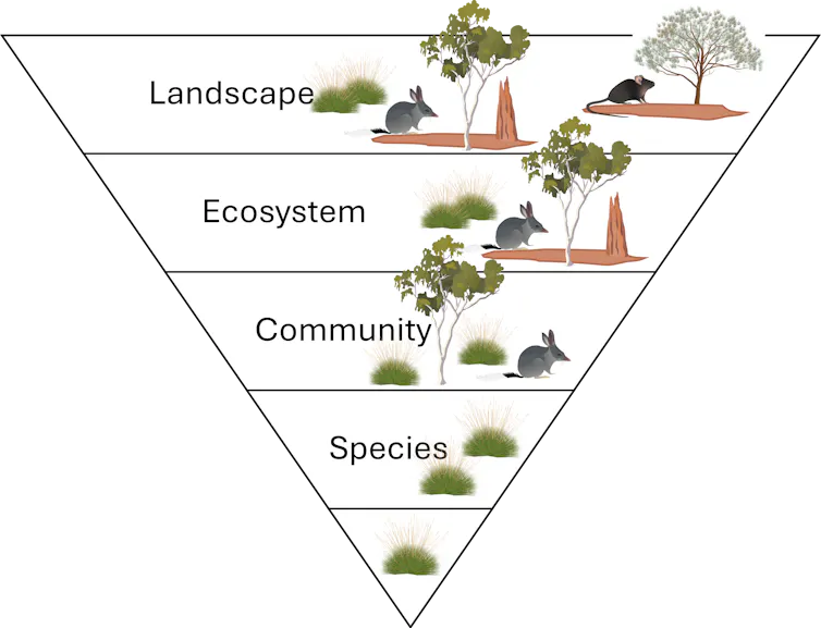 Inverted pyramid infographic showing the levels of biological organisation from landscapes to ecosystems and communities right down to individual plants