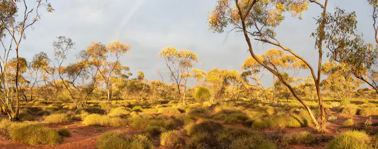 A sun-soaked landscape eucalypt woodland in Western Australia, illustrating the value of setting aside intact woodland for conservation