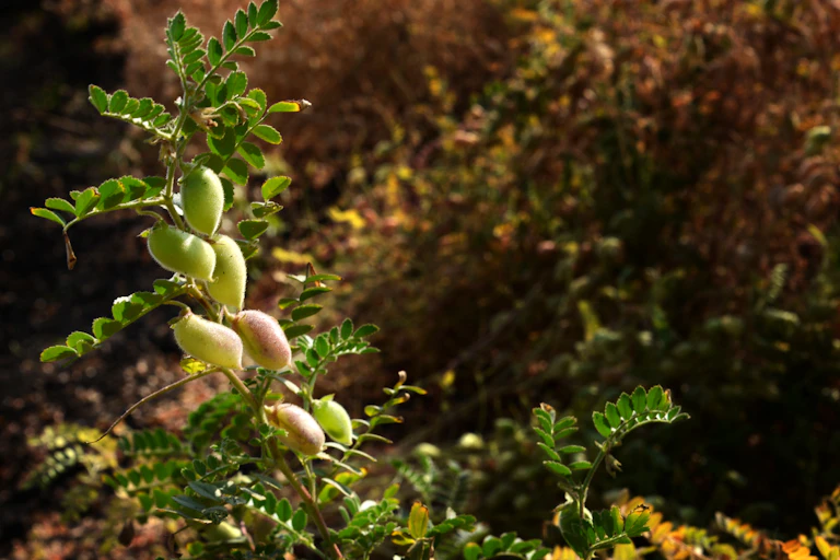 chickpea plant