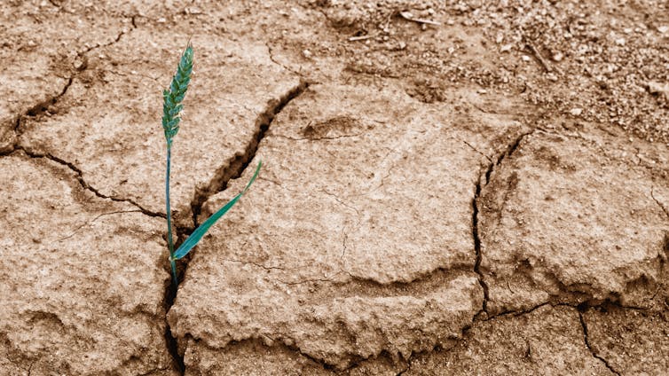 wheat seedling cracked earth