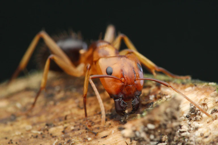 Gros plan sur une fourmi charpentière de Floride .