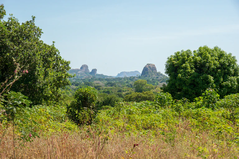An overgrown area with bushes and large trees with rock formations in the background