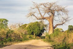 A dirt road and a baobab tree with a number of smaller trees and bushes lining the road