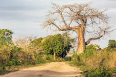 A dirt road and a baobab tree with a number of smaller trees and bushes lining the road