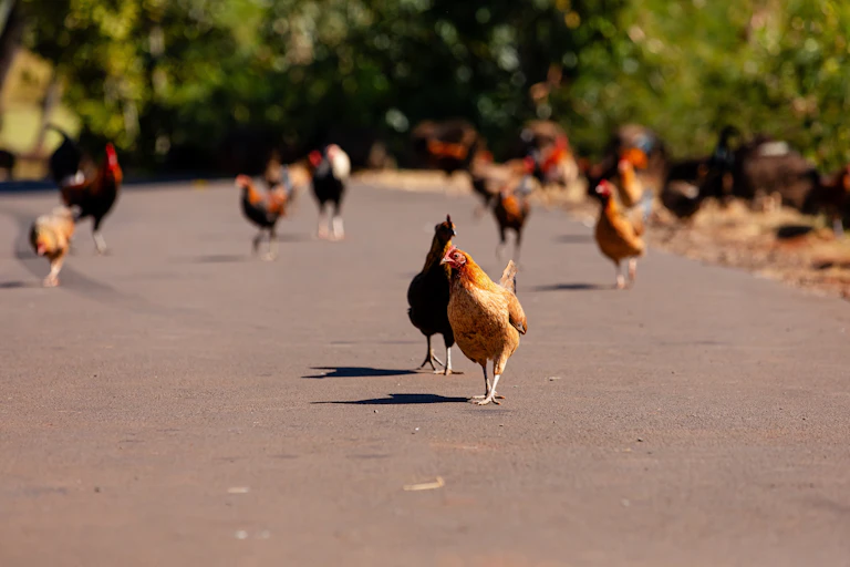Des poulets, poules et coqs sauvages courent et cherchent de la nourriture sur un parking à Kauai, Hawaï.