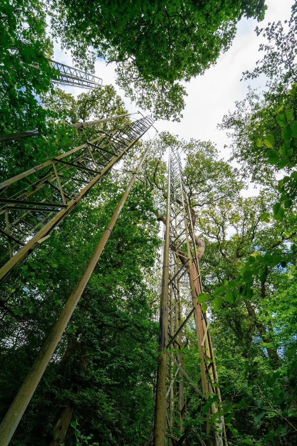 Extra Forest We pumped extra CO₂ into an oak forest and discovered trees will be ...